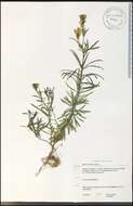 Image of Common Toadflax