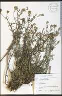 Image of lesser knapweed