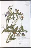 Lathyrus latifolius L. resmi