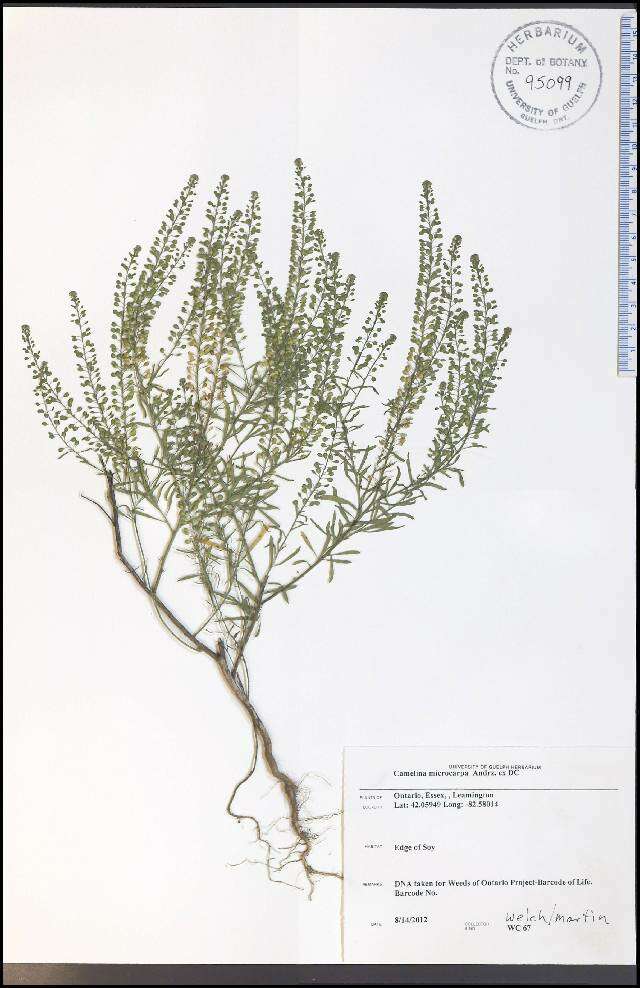 Imagem de Camelina microcarpa Andrz. ex DC.