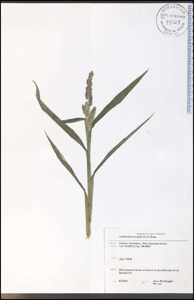 Echinochloa crus-galli (L.) P. Beauv. resmi