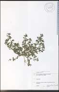 Imagem de Lysimachia arvensis (L.) U. Manns & Anderb.