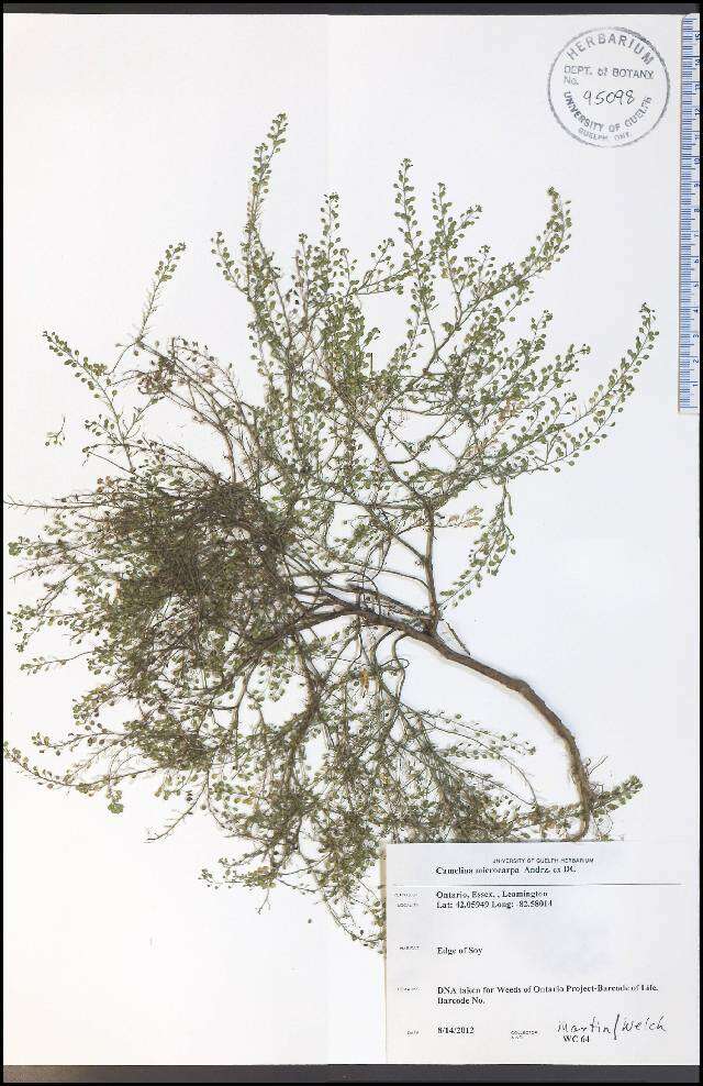 Image of littlepod false flax