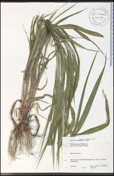 Panicum dichotomiflorum Michx. resmi