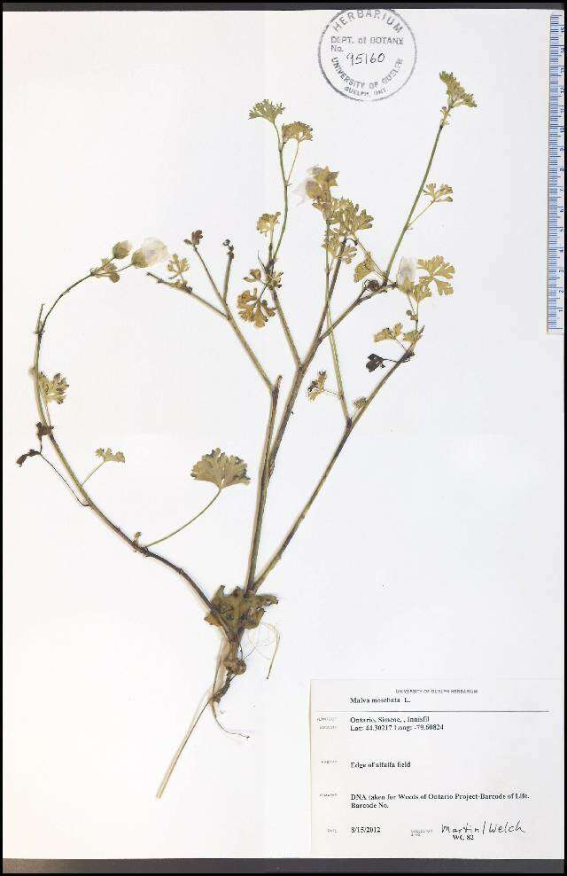 Image of musk mallow