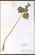Image of Indianmallow