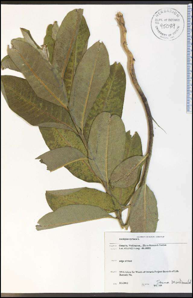 Image of common milkweed