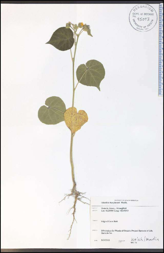 Image of Indianmallow