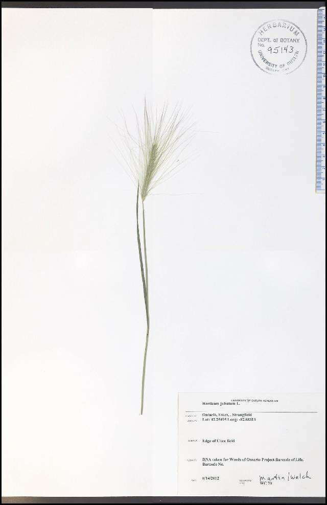 Image of foxtail barley