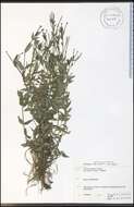 Image of purpleleaf willowherb