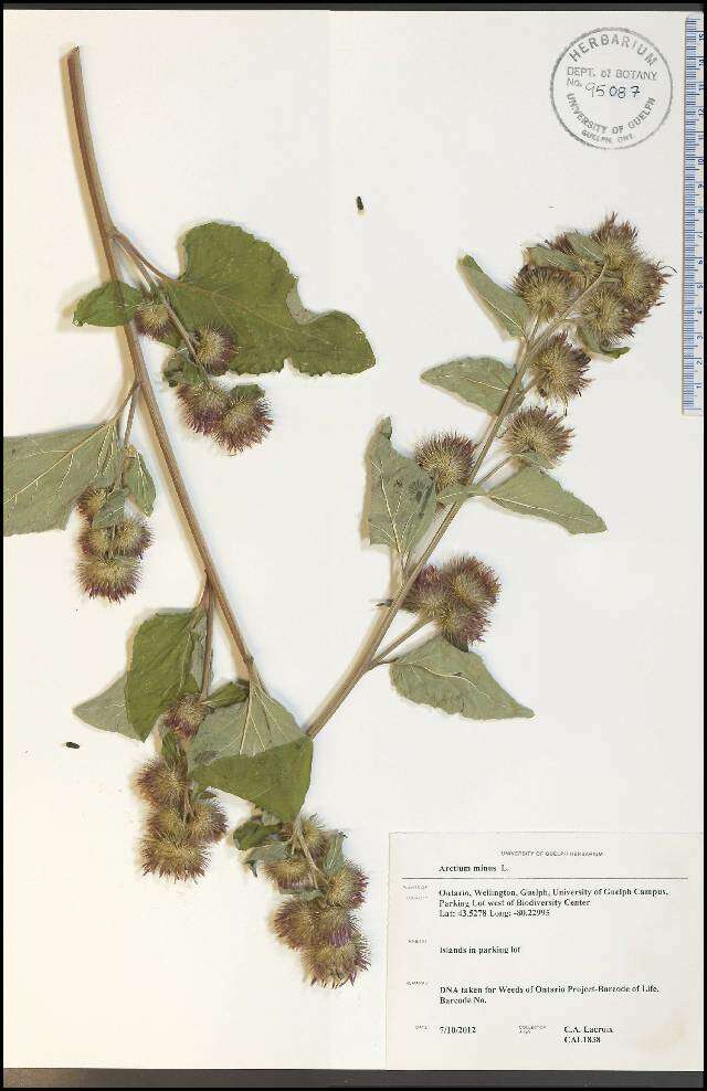 Image of common burdock