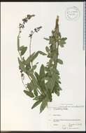 Imagem de Desmodium canadense (L.) DC.