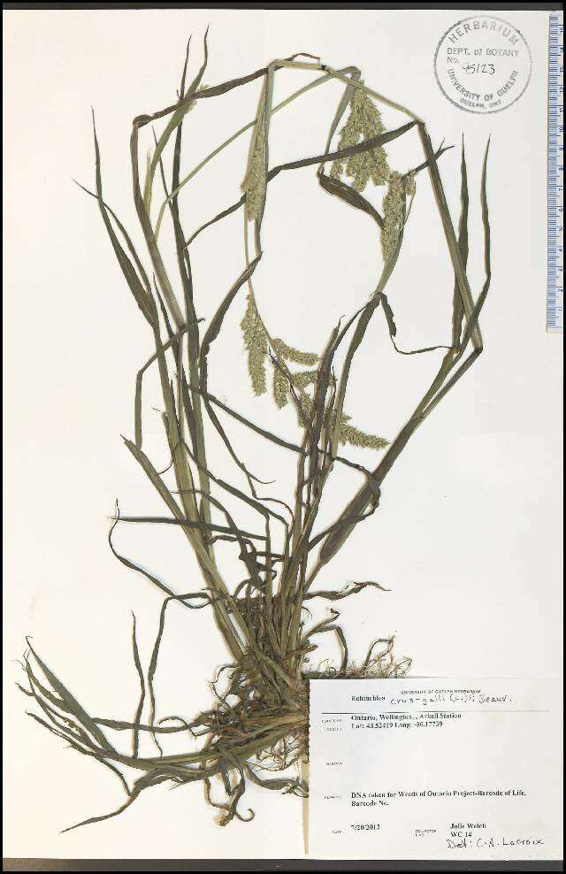 Echinochloa crus-galli (L.) P. Beauv. resmi