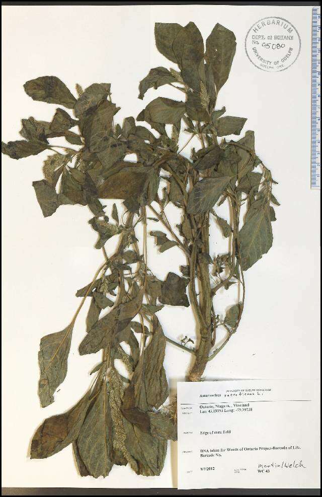 Image of redroot amaranth