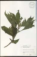 Image of great ragweed