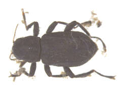 Image of Stenelmis crenata (Say 1824)