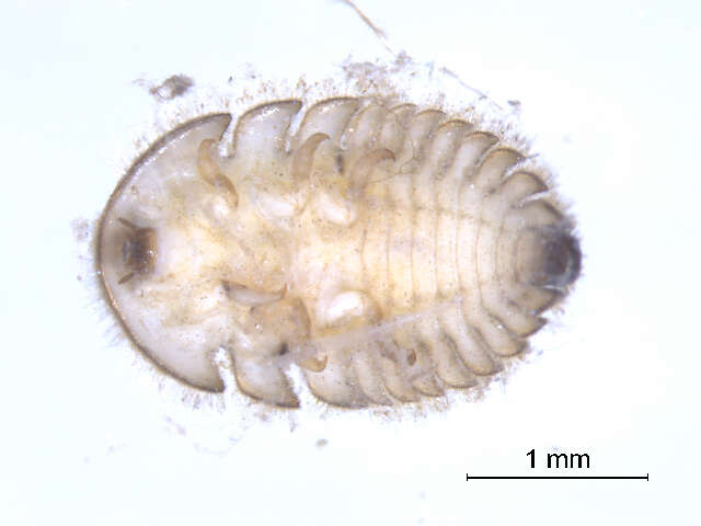 Image of Ectopria