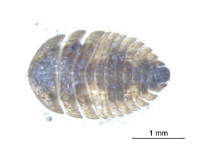 Image of Ectopria