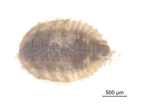 Image of Ectopria