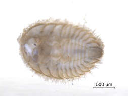 Image of Ectopria