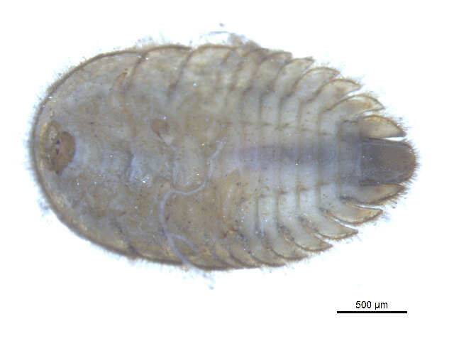 Image of Ectopria