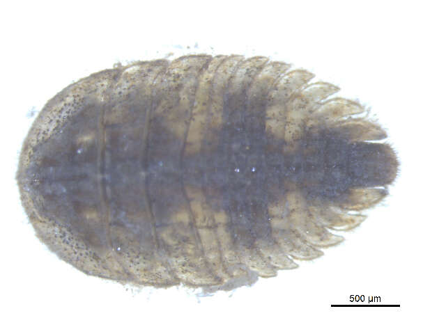 Image of Ectopria