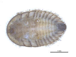 Image of Ectopria