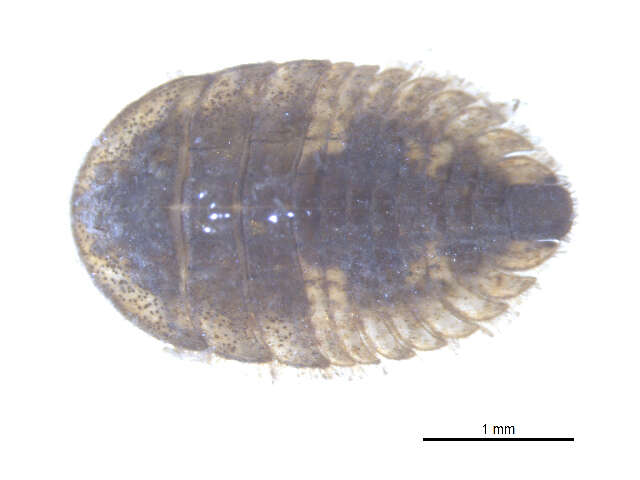 Image of Ectopria