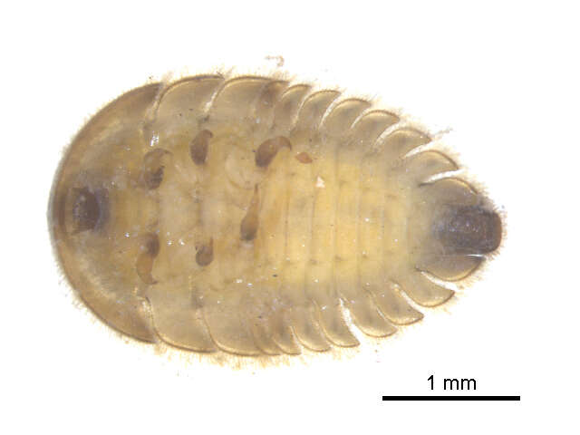 Image of Ectopria