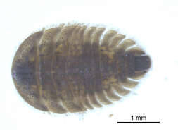 Image of Ectopria