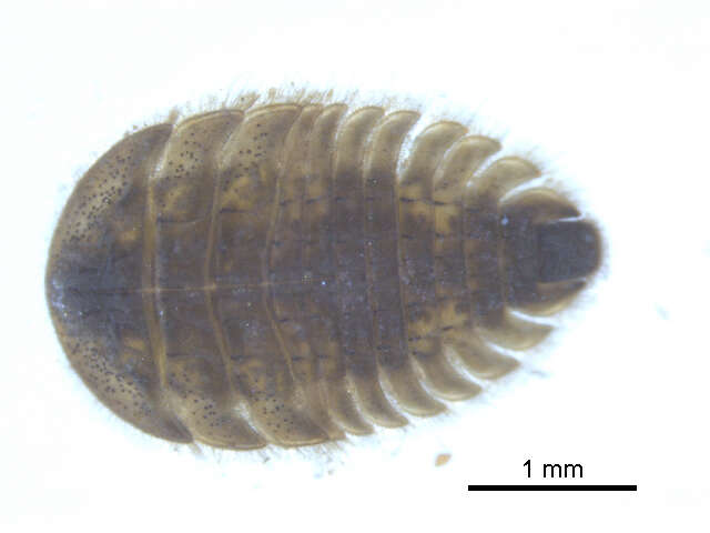 Image of Ectopria