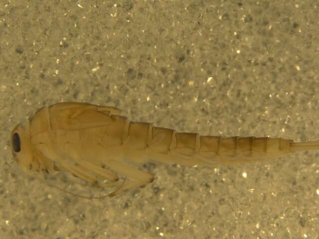 صورة <i>Baetis persecutor</i>