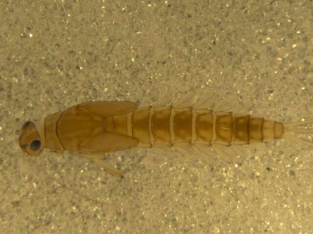 صورة <i>Baetis persecutor</i>