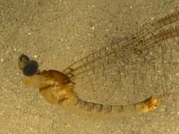 Image of Stenacron Mayfly