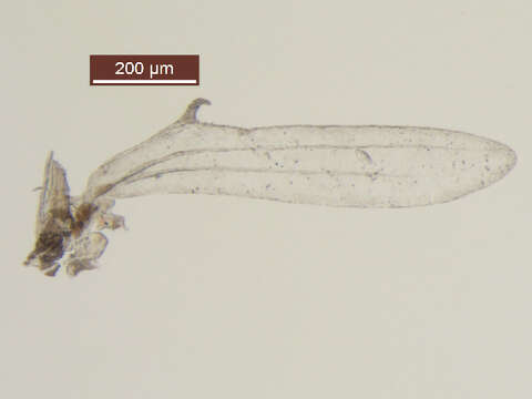 Image of Procloeon rufostrigatum (McDunnough 1924)