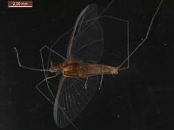 Image of Large Broadwings