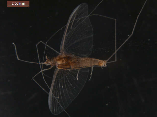 Image of Large Broadwings