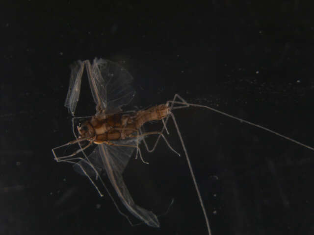Image of Large Broadwings
