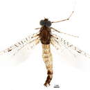 Image of flapless cleft-footed minnow mayfly