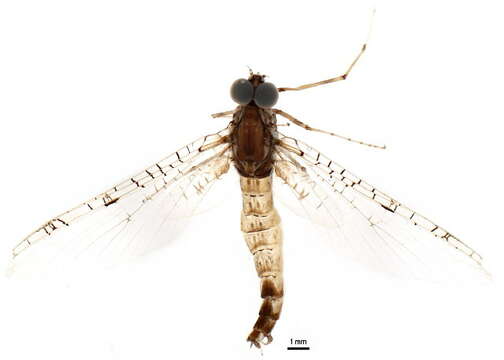 Sivun Siphloplecton interlineatum (Walsh 1863) kuva