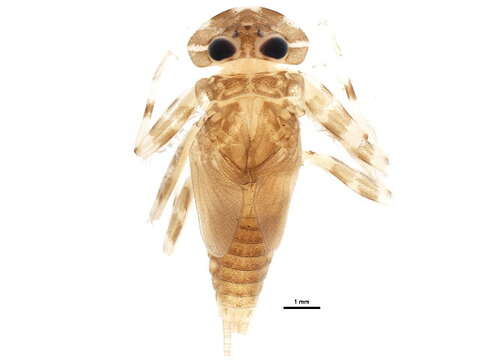 Image of Raptoheptagenia