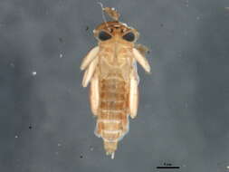 Image of Rhithrogena impersonata (McDunnough 1925)