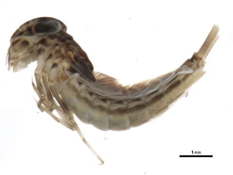 Image of primitive minnow mayflies