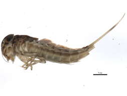 Image of primitive minnow mayflies