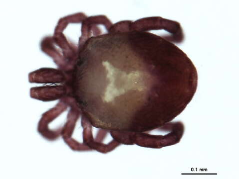 Image of Aturinae