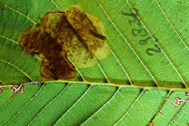 Image of Cameraria Aesculusturbinata Japan