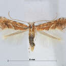 Image of Phyllonorycter Quercusspinosa Tw