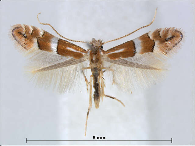 Image of Phyllonorycter fagifolia (Kumata 1963)
