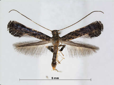 Image of Caloptilia callicarpae Kumata 1982