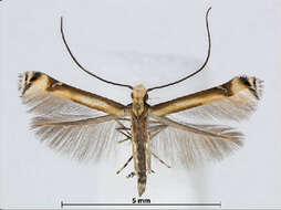 Eteoryctis deversa (Meyrick 1922)的圖片